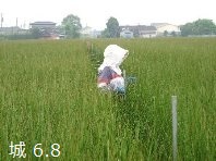 城6月8日