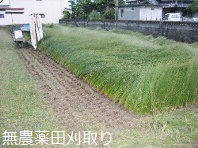 無農薬田んぼの刈取り