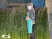 染土の付いたイグサを乾燥する