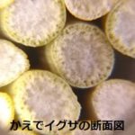 かえでイグサの断面図