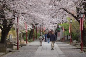 法華経寺の桜Ｇ