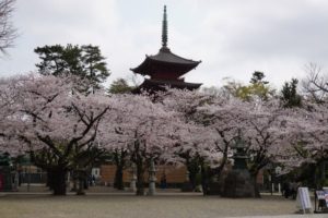 法華経寺の桜Ｆ