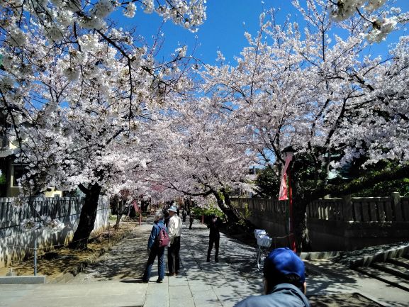 法華経寺の桜Ｄ