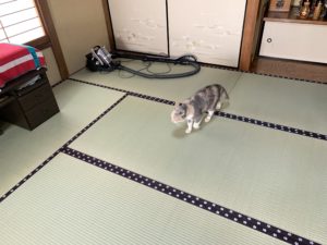 畳を歩く猫D