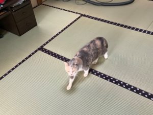 畳を歩く猫アップ