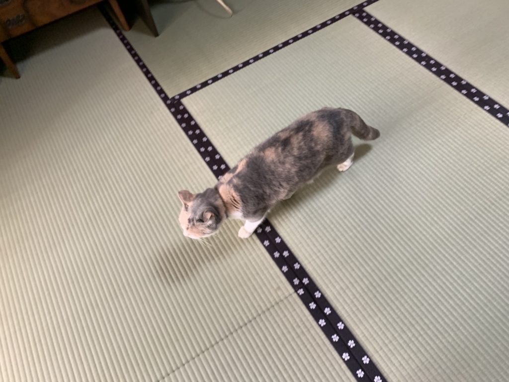 畳を歩く猫B