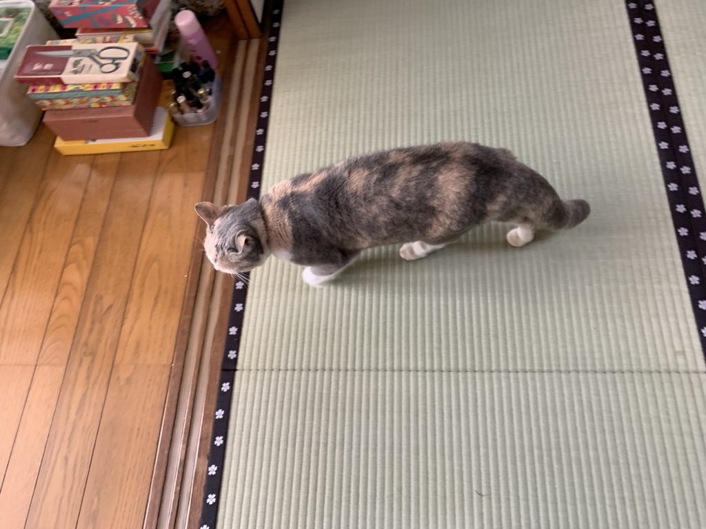 畳を歩く猫A